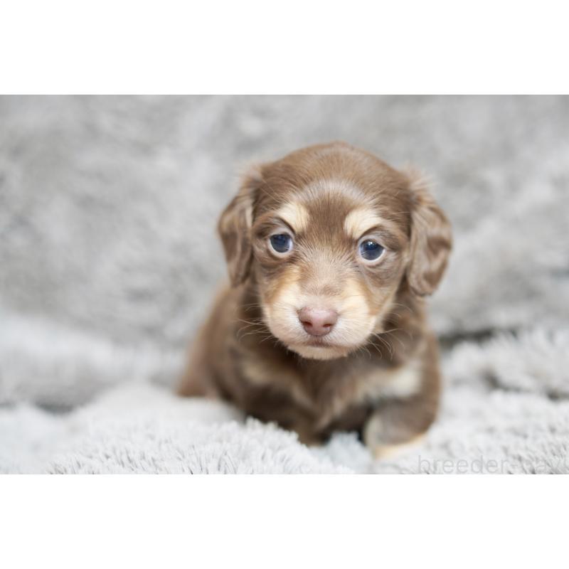 販売中の滋賀県のカニンヘンダックスフンド(ロングヘアード)-431221の18枚目