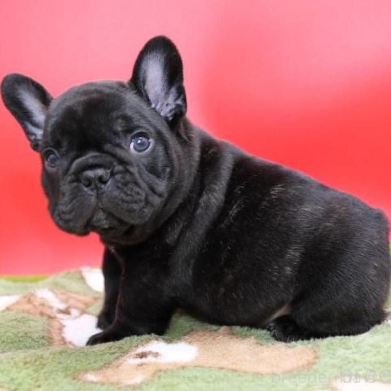 販売中の神奈川県のフレンチブルドッグ-431222の5枚目