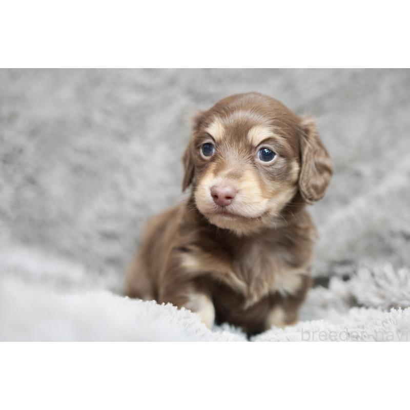 販売中の滋賀県のカニンヘンダックスフンド(ロングヘアード)-431221の17枚目