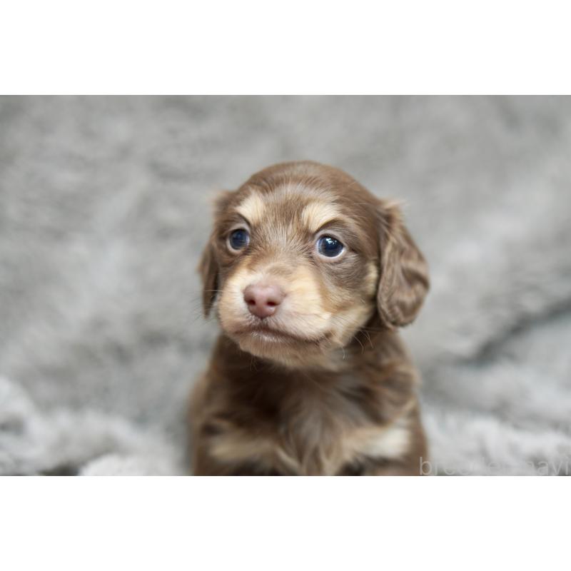 販売中の滋賀県のカニンヘンダックスフンド(ロングヘアード)-431221の16枚目