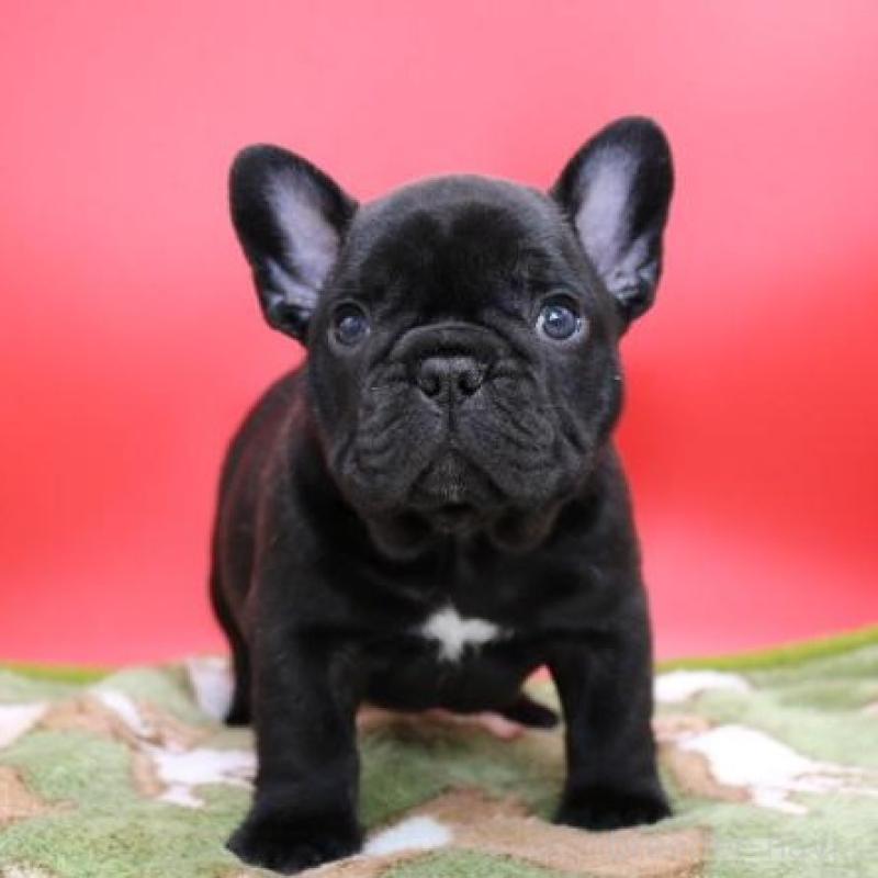 販売中の神奈川県のフレンチブルドッグ-431222の4枚目