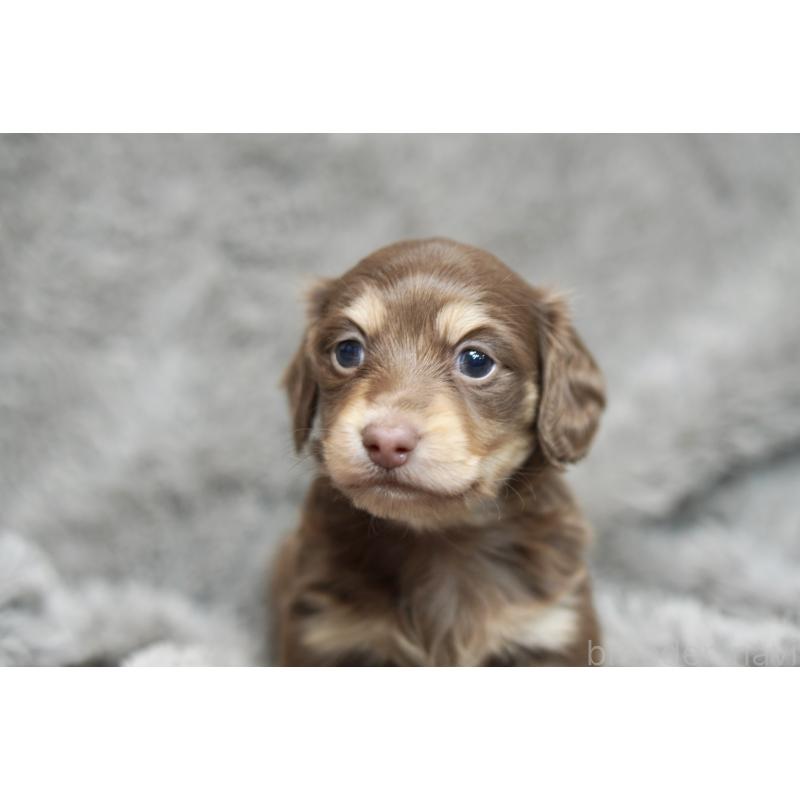 販売中の滋賀県のカニンヘンダックスフンド(ロングヘアード)-431221の15枚目