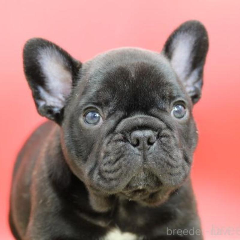 販売中の神奈川県のフレンチブルドッグ-431222の3枚目