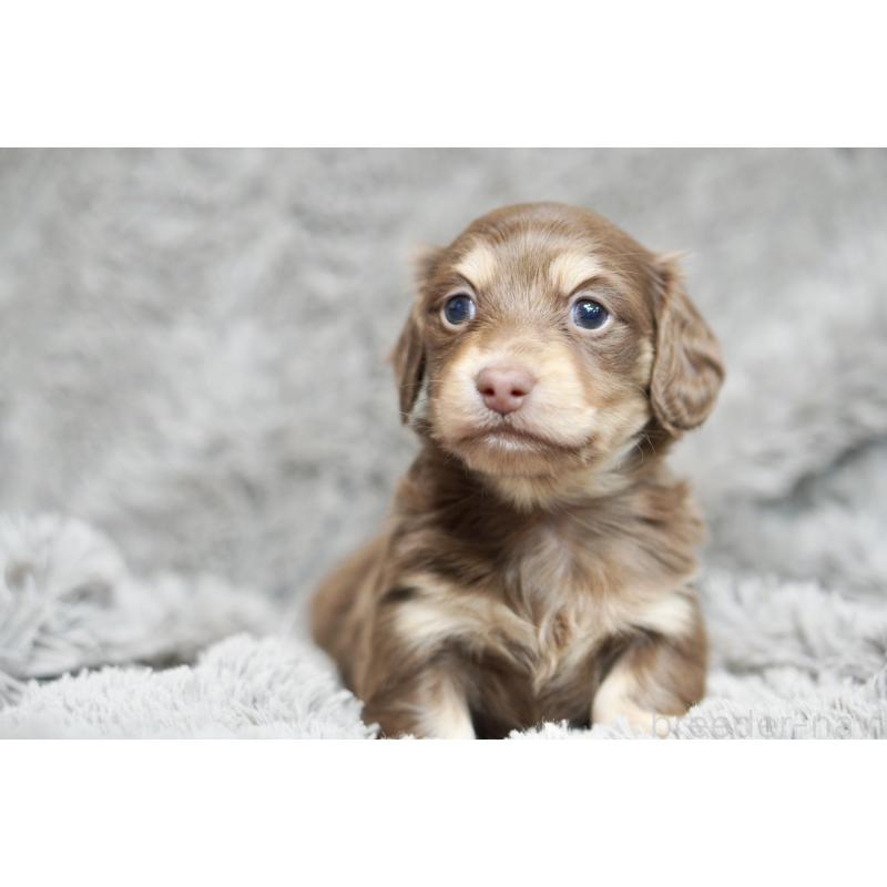 販売中の滋賀県のカニンヘンダックスフンド(ロングヘアード)-431221の14枚目