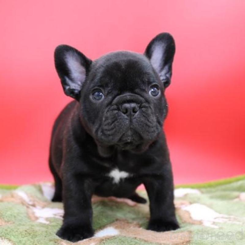 販売中の神奈川県のフレンチブルドッグ-431222の2枚目