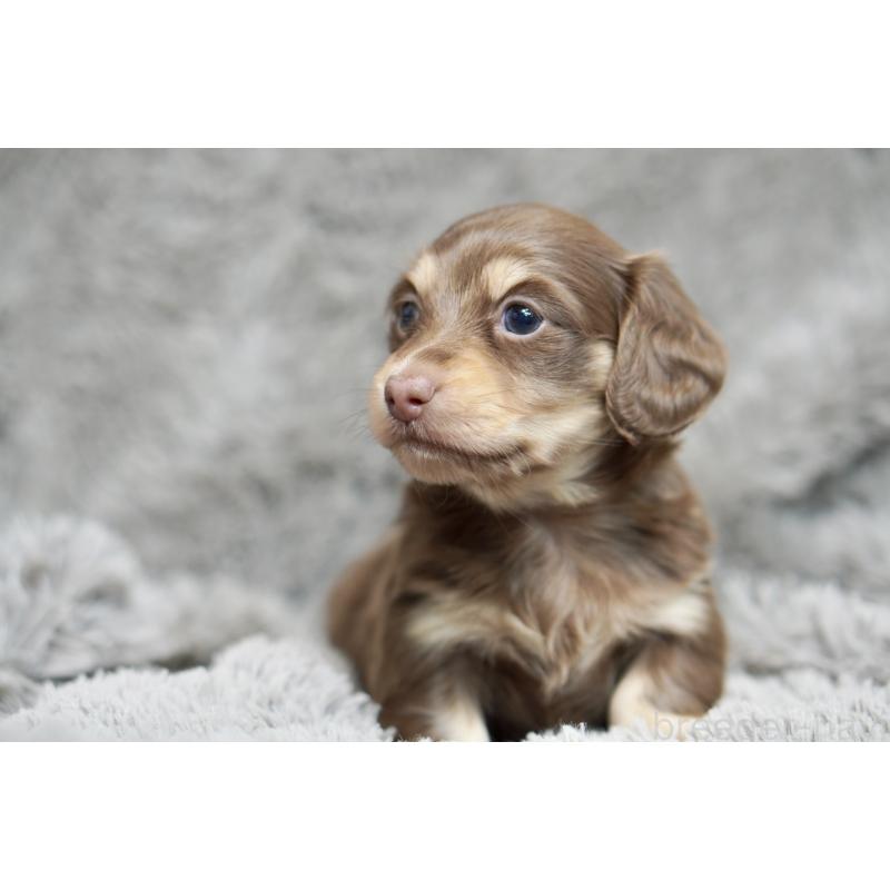 販売中の滋賀県のカニンヘンダックスフンド(ロングヘアード)-431221の13枚目