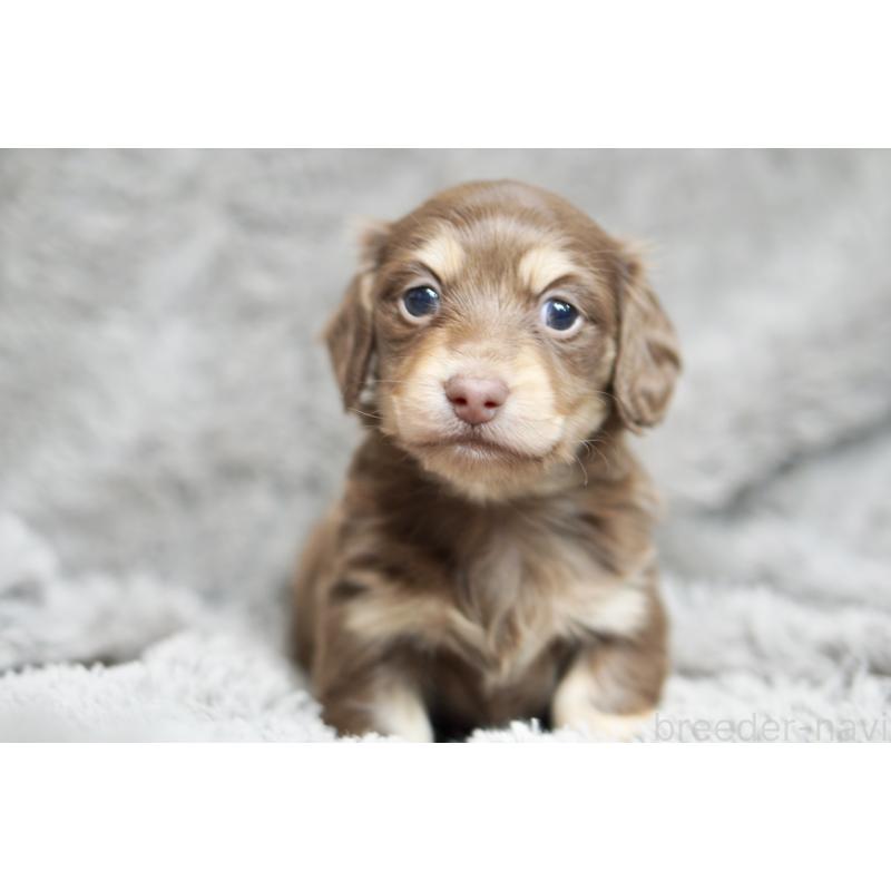 販売中の滋賀県のカニンヘンダックスフンド(ロングヘアード)-431221の1枚目