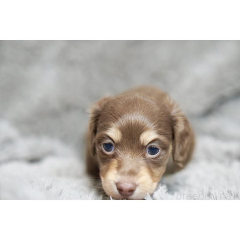 販売中の滋賀県のカニンヘンダックスフンド(ロングヘアード)-431221の12枚目