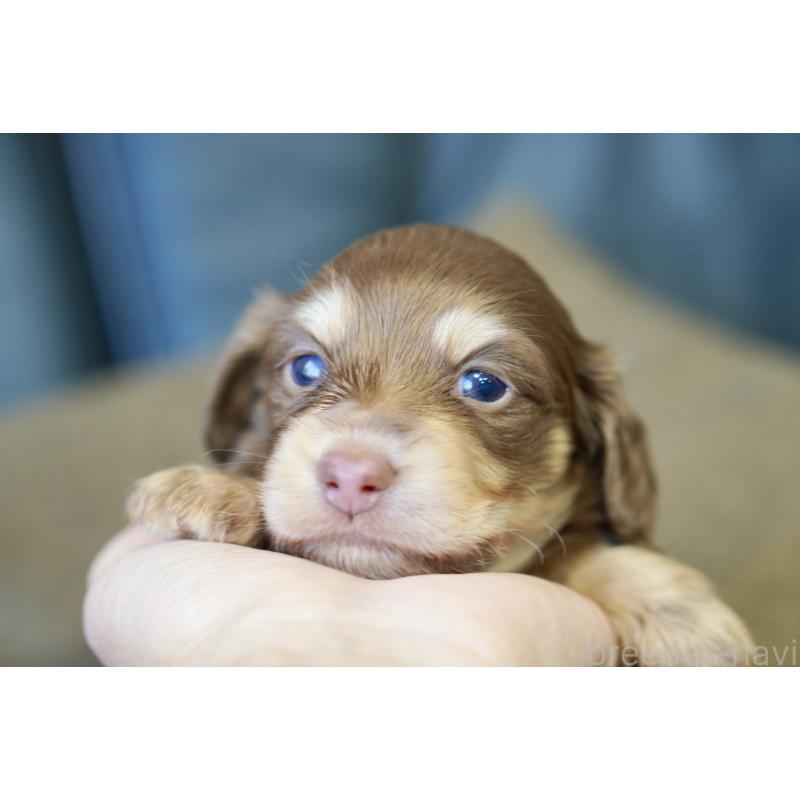 販売中の滋賀県のカニンヘンダックスフンド(ロングヘアード)-431221の11枚目