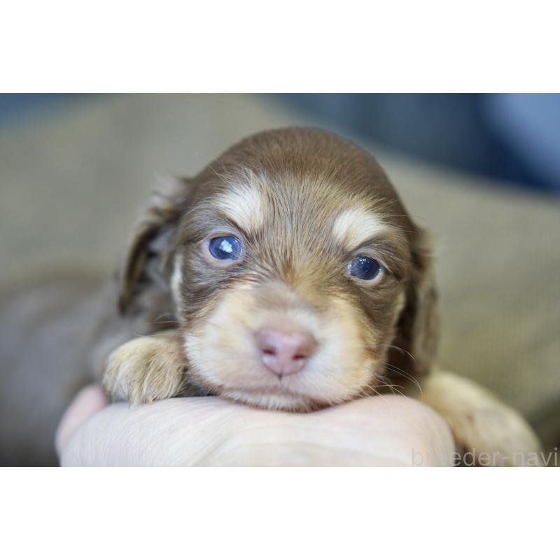 販売中の滋賀県のカニンヘンダックスフンド(ロングヘアード)-431221の10枚目