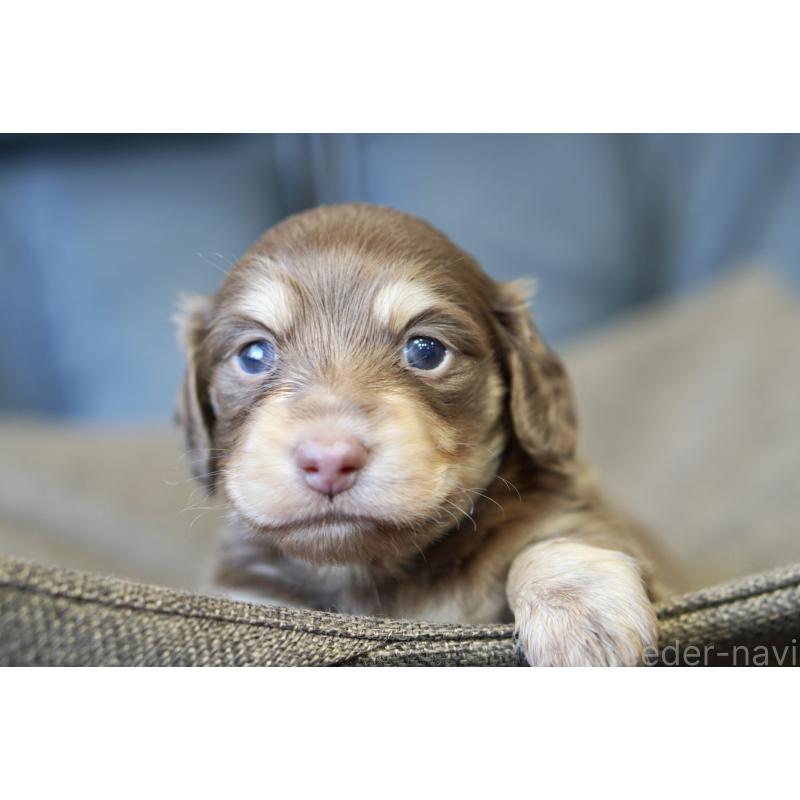 販売中の滋賀県のカニンヘンダックスフンド(ロングヘアード)-431221の9枚目