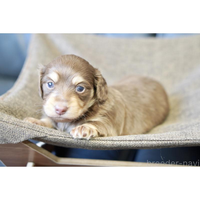 販売中の滋賀県のカニンヘンダックスフンド(ロングヘアード)-431221の8枚目