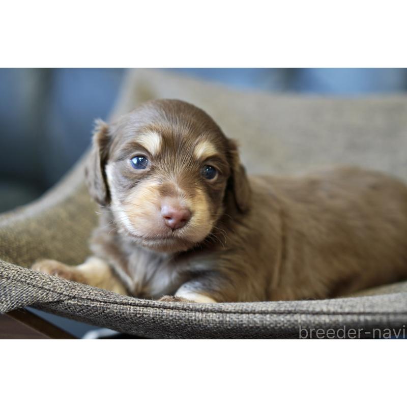 販売中の滋賀県のカニンヘンダックスフンド(ロングヘアード)-431221の7枚目