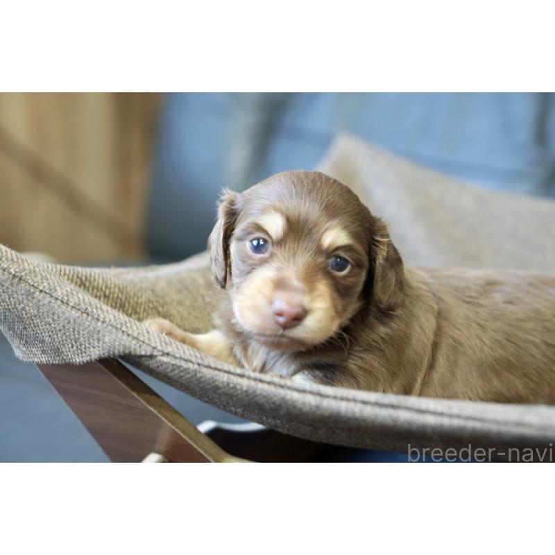 販売中の滋賀県のカニンヘンダックスフンド(ロングヘアード)-431221の6枚目