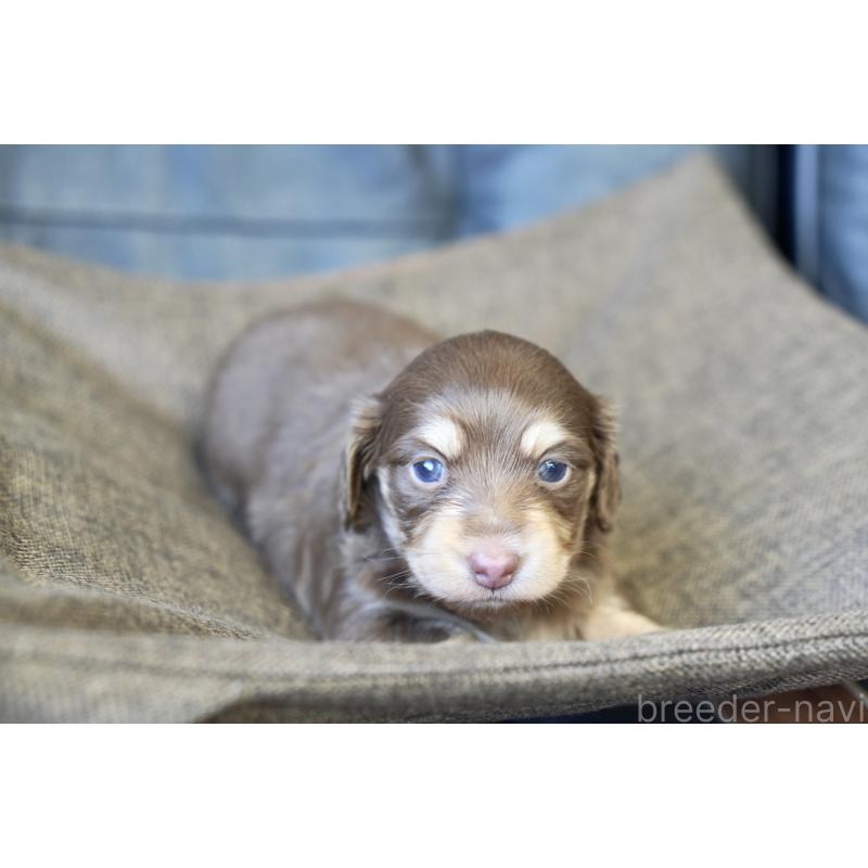 販売中の滋賀県のカニンヘンダックスフンド(ロングヘアード)-431221の5枚目