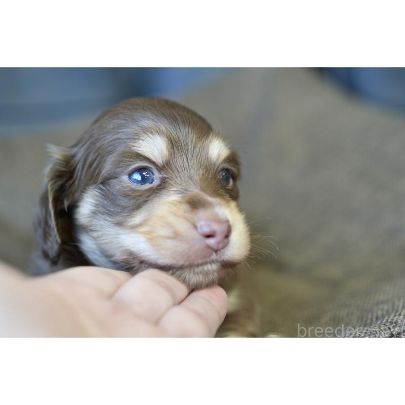 販売中の滋賀県のカニンヘンダックスフンド(ロングヘアード)-431221の4枚目
