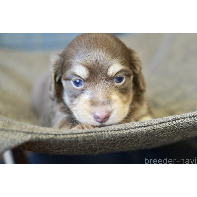 販売中の滋賀県のカニンヘンダックスフンド(ロングヘアード)-431221の3枚目