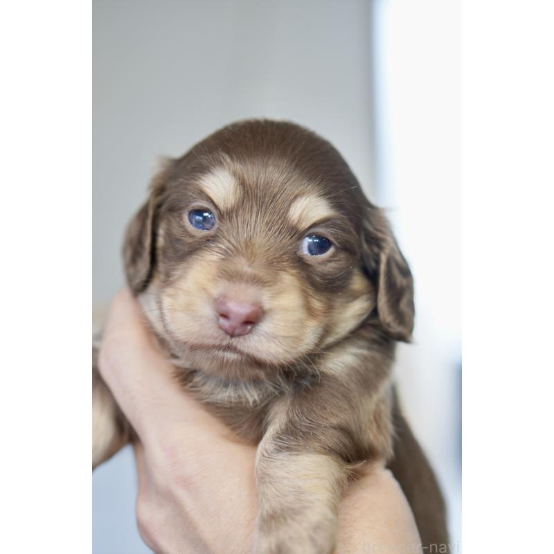 販売中の滋賀県のカニンヘンダックスフンド(ロングヘアード)-431221の2枚目