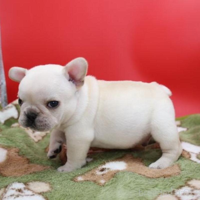 販売中の神奈川県のフレンチブルドッグ-431223の9枚目