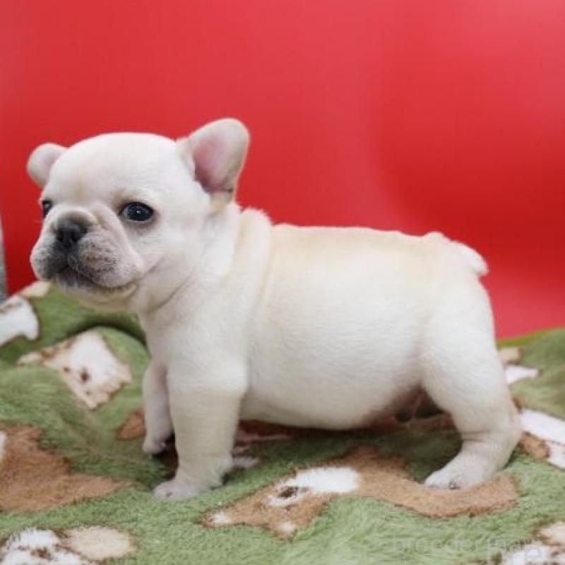 販売中の神奈川県のフレンチブルドッグ-431223の8枚目
