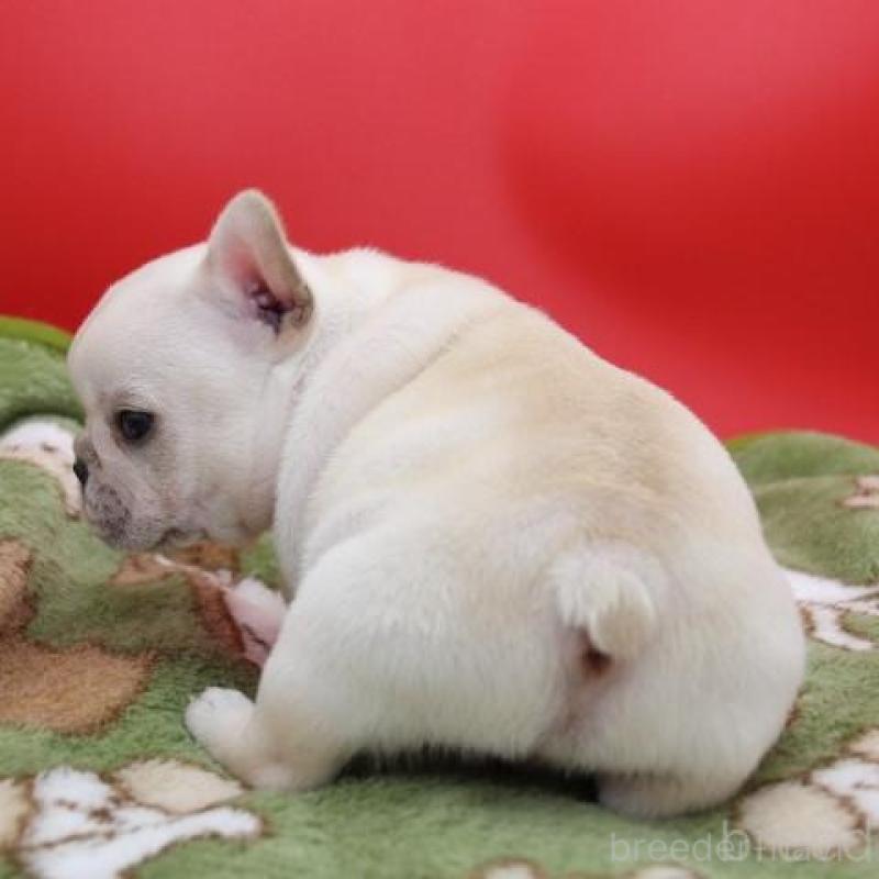 販売中の神奈川県のフレンチブルドッグ-431223の7枚目