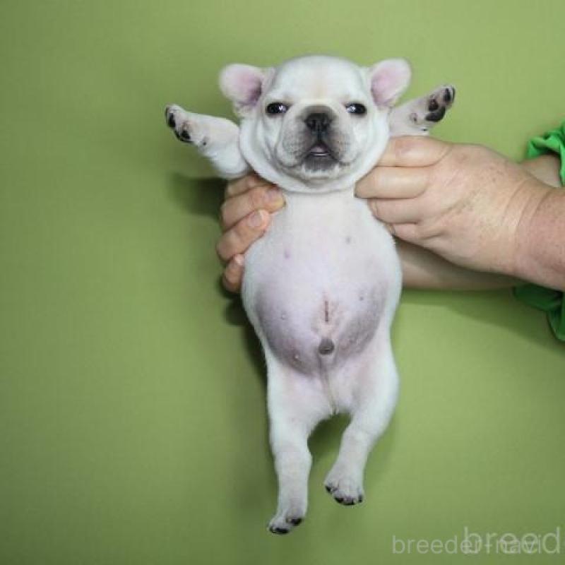 販売中の神奈川県のフレンチブルドッグ-431223の6枚目