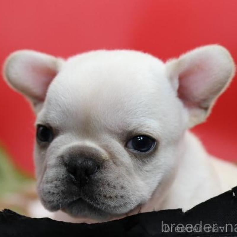 販売中の神奈川県のフレンチブルドッグ-431223の5枚目