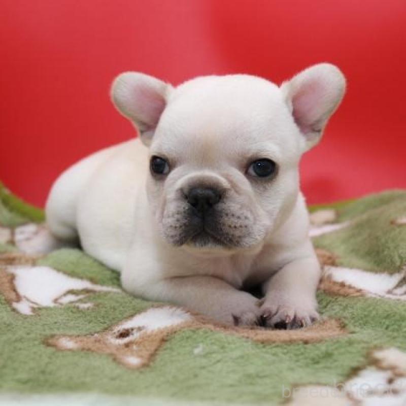 販売中の神奈川県のフレンチブルドッグ-431223の4枚目