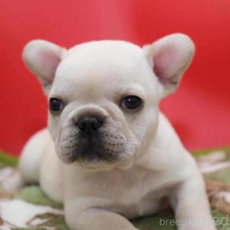 販売中の神奈川県のフレンチブルドッグ-431223の3枚目