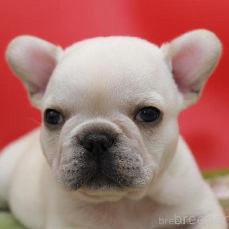 販売中の神奈川県のフレンチブルドッグ-431223の2枚目