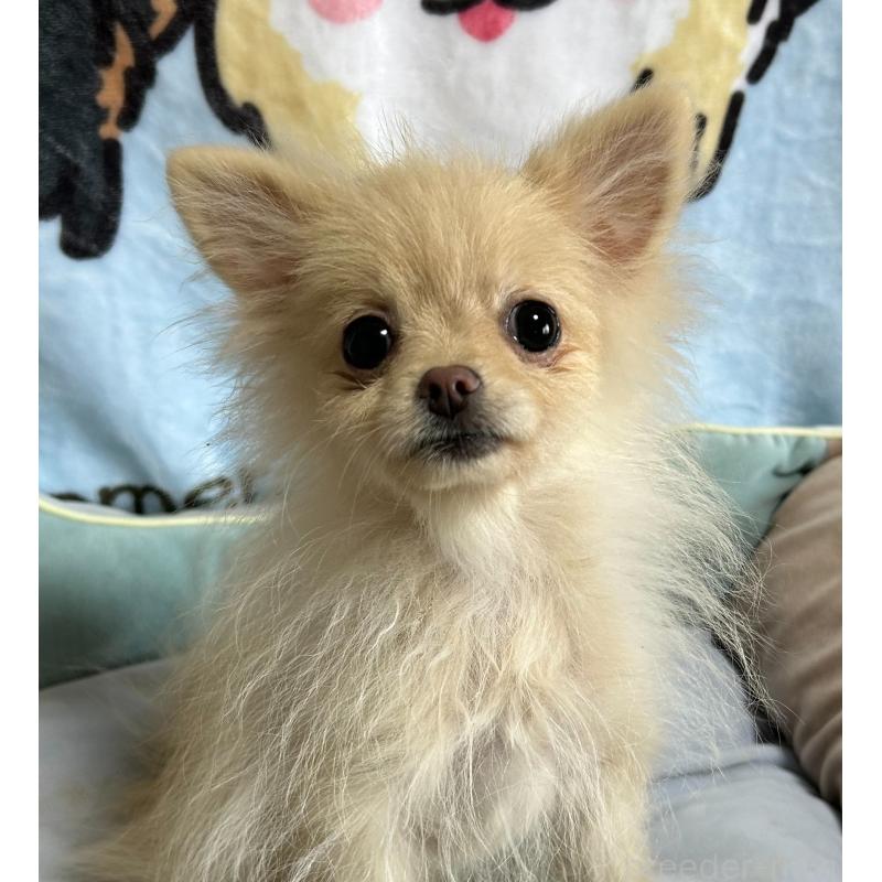 販売中の大阪府のポメラニアン-411215