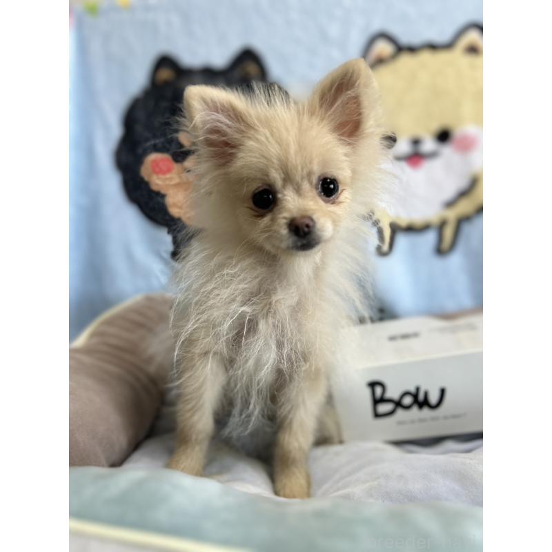 販売中の大阪府のポメラニアン-411215の6枚目