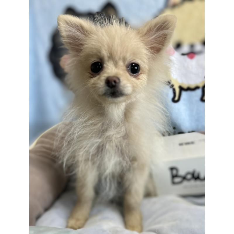 販売中の大阪府のポメラニアン-411215の5枚目