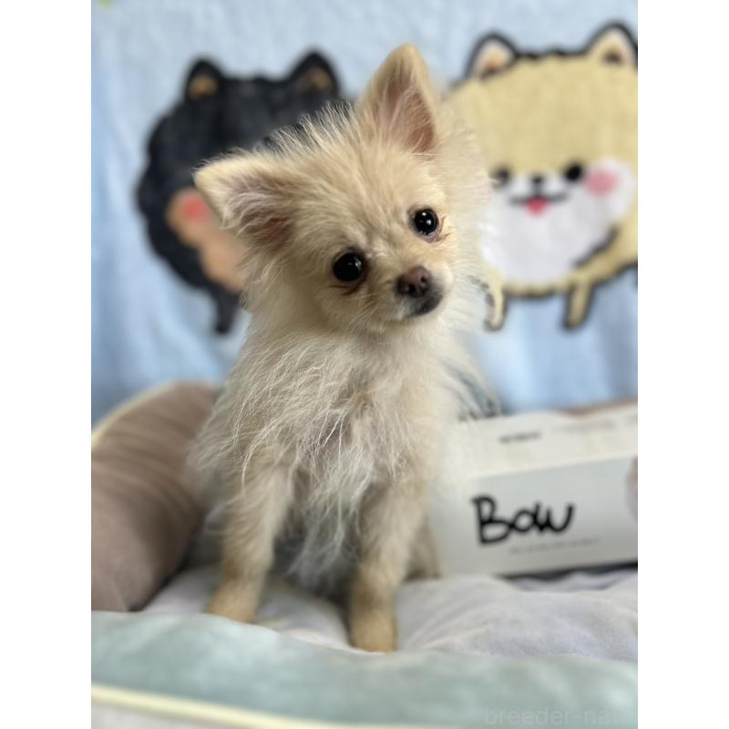 販売中の大阪府のポメラニアン-411215の4枚目