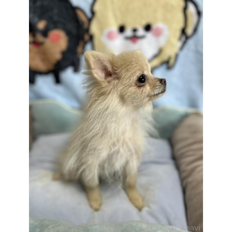 販売中の大阪府のポメラニアン-411215の3枚目