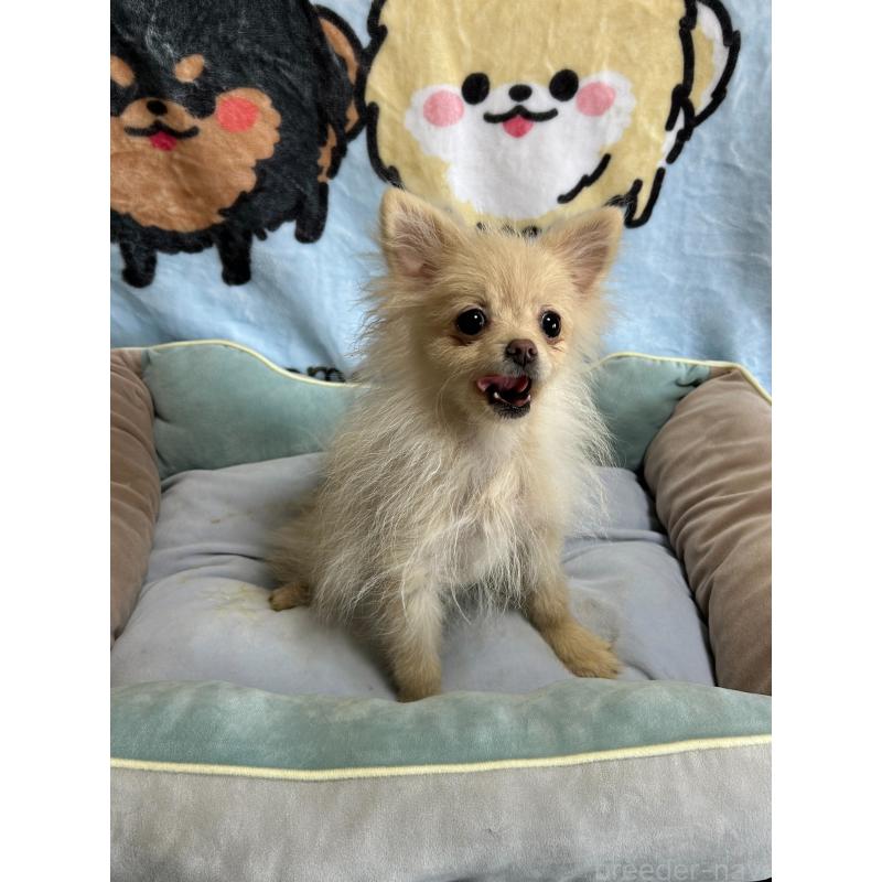 販売中の大阪府のポメラニアン-411215の2枚目