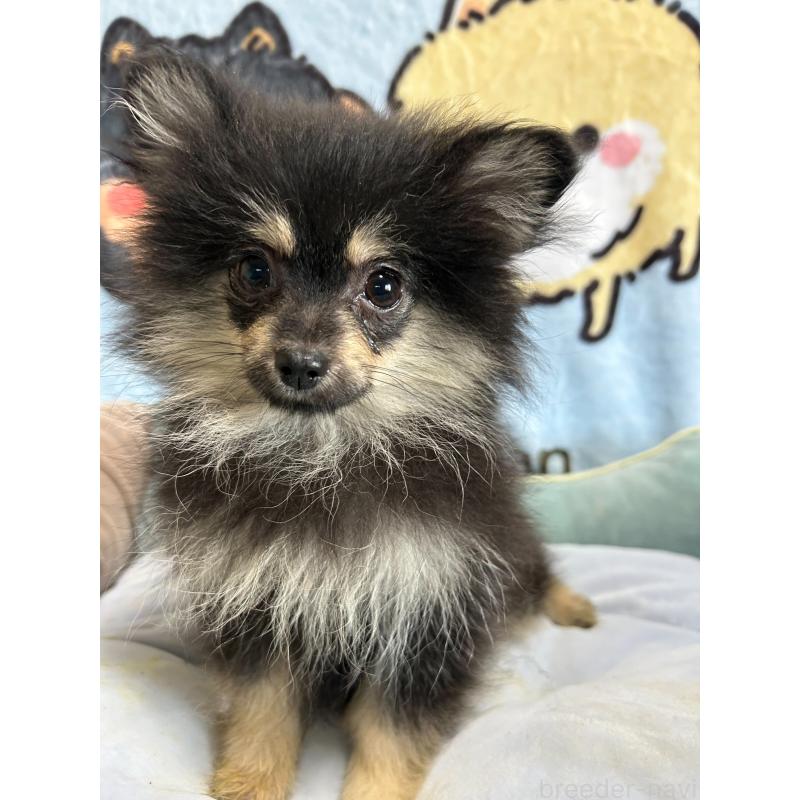 販売中の大阪府のポメラニアン-422436の6枚目