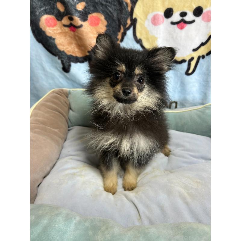 販売中の大阪府のポメラニアン-422436の5枚目