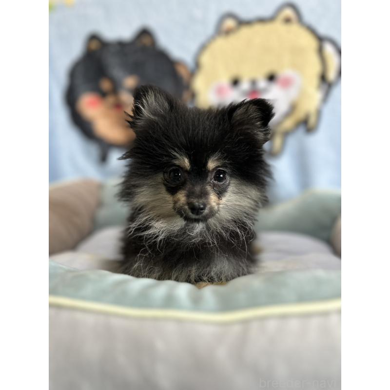 販売中の大阪府のポメラニアン-422436の4枚目