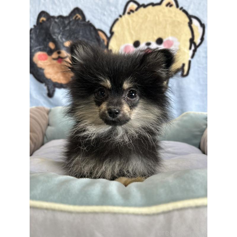 販売中の大阪府のポメラニアン-422436の3枚目