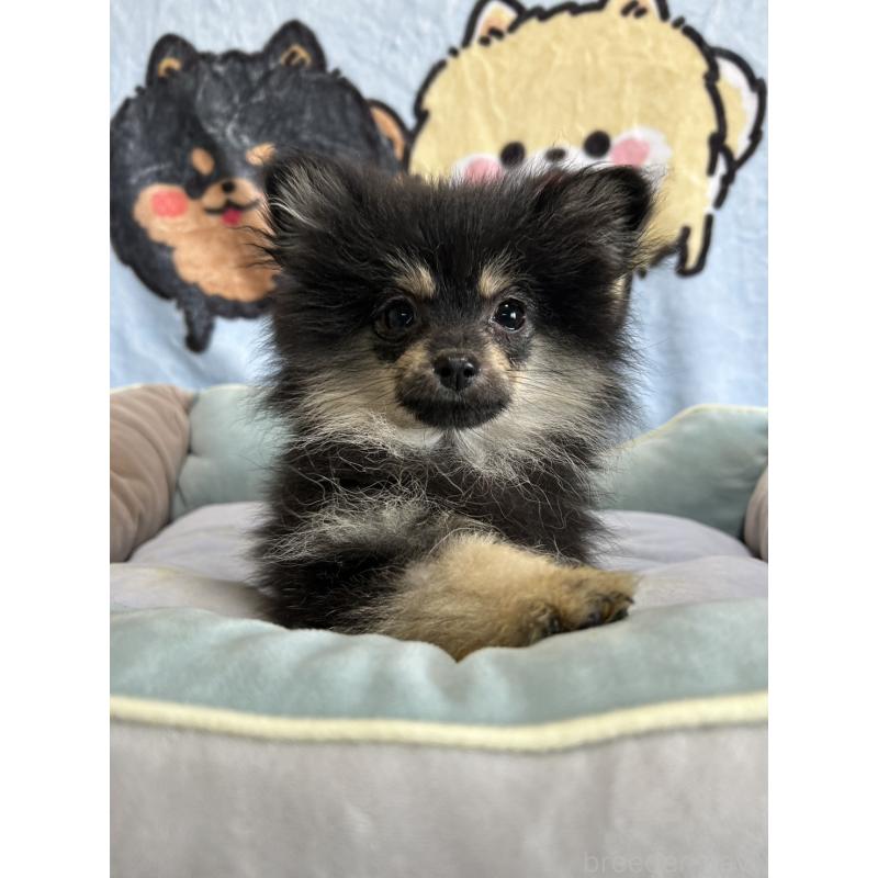 販売中の大阪府のポメラニアン-422436の2枚目