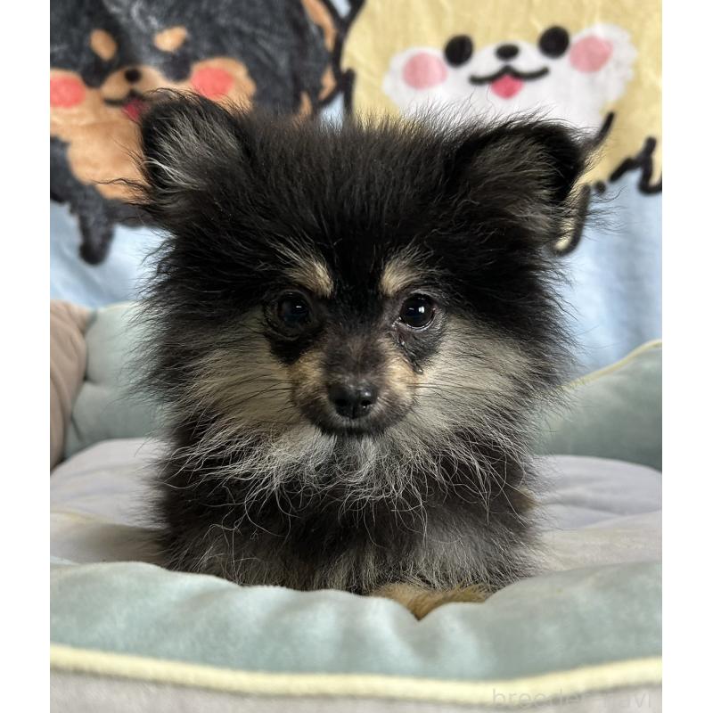 販売中の大阪府のポメラニアン-422436の1枚目