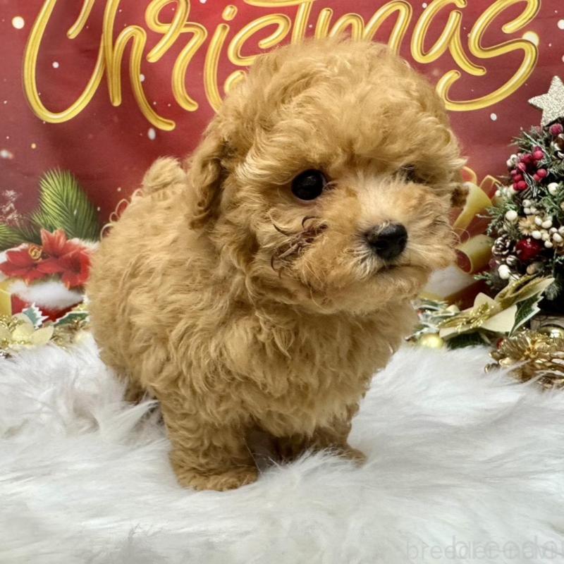 販売中の広島県のタイニープードル-424396の5枚目