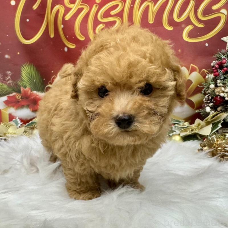 販売中の広島県のタイニープードル-424396の4枚目