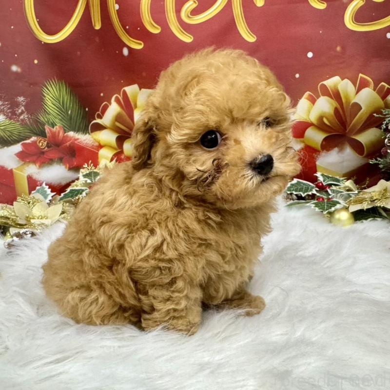 販売中の広島県のタイニープードル-424396の3枚目