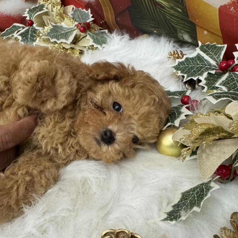 販売中の広島県のタイニープードル-424396の2枚目