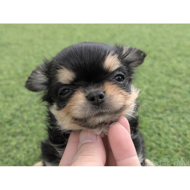 販売中の宮崎県のチワワ(ロングコート)-431225の3枚目