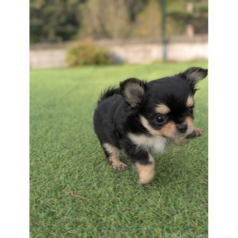 販売中の宮崎県のチワワ(ロングコート)-431225の2枚目