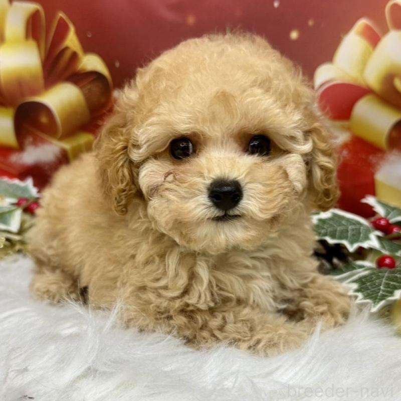販売中の広島県のトイプードル-422708