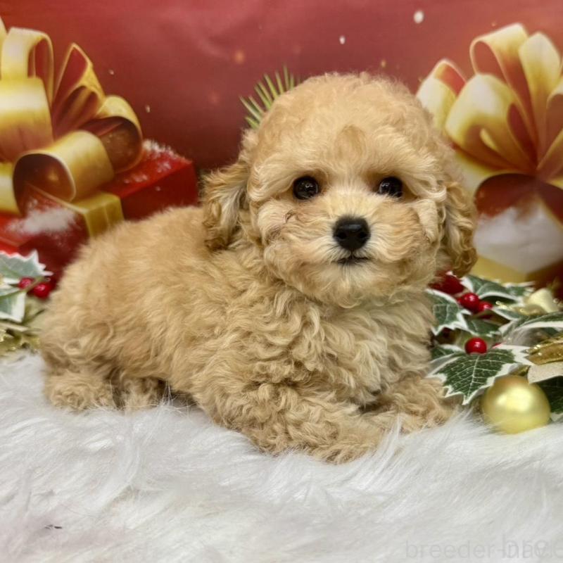 販売中の広島県のトイプードル-422708の5枚目